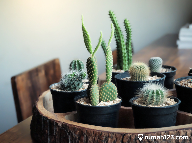 8 Cara Merawat Kaktus Dengan Mudah Untuk Para Pemula Yang Kamu Wajib Tahu Rumah123 Com