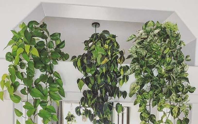 9 Manfaat Sirih Gading Bisa Menyerap Racun Dan Cocok Untuk Akuarium Rumah123 Com