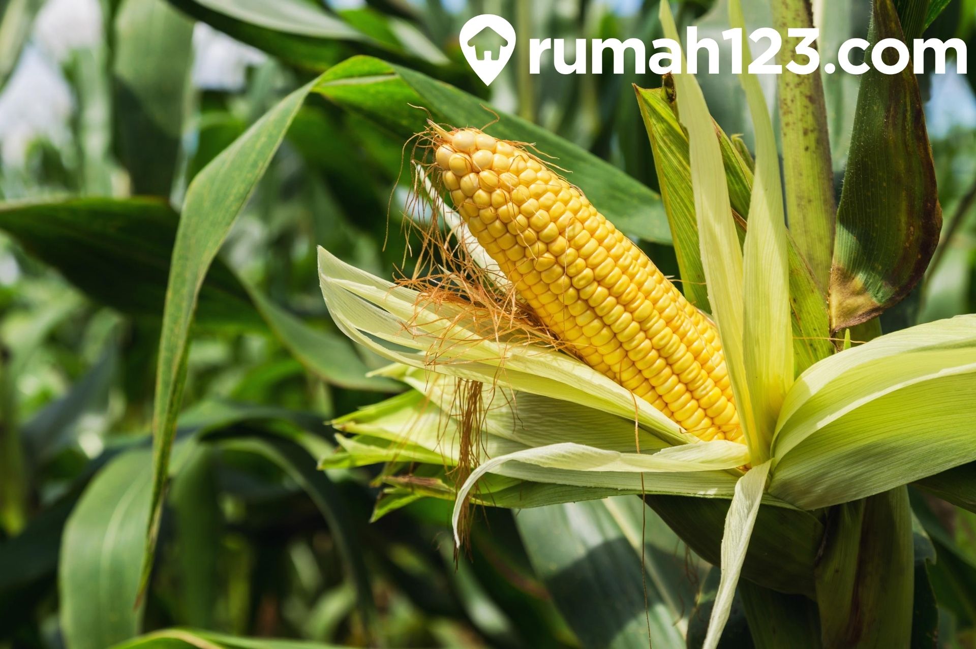 Menilik Budidaya Jagung, Bisnis Pertanian Yang Menjanjikan! | Rumah123.Com
