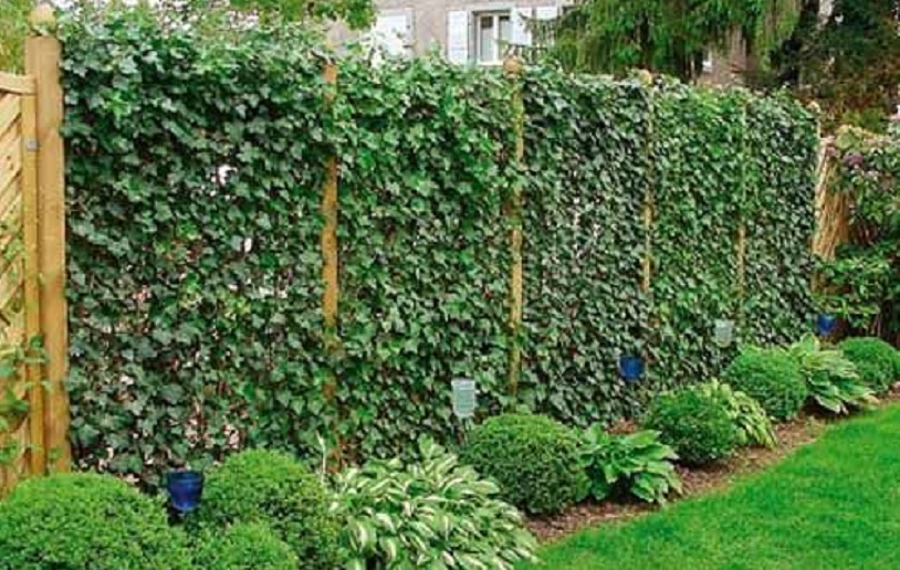 5 Inspirasi Pagar Tanaman, Bikin Rumah Kamu Makin Cantik dan Asri