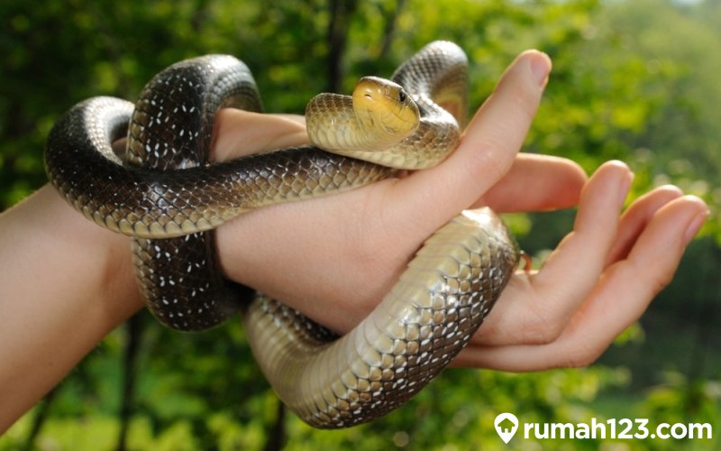 6 Tafsir Mimpi Dililit Ular Menurut Primbon Jawa Tidak Semuanya Pertanda Buruk Rumah123 Com